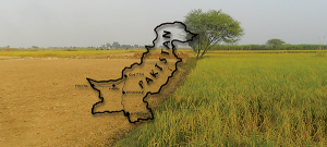 Read more about the article HOW TO CHECK LAND RECORD ONLINE IN PAKISTAN?